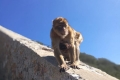 20181017_jour_04_gibraltar_28